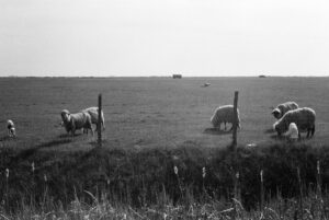 Las ovejas pastan en un prado. En blanco y negro.